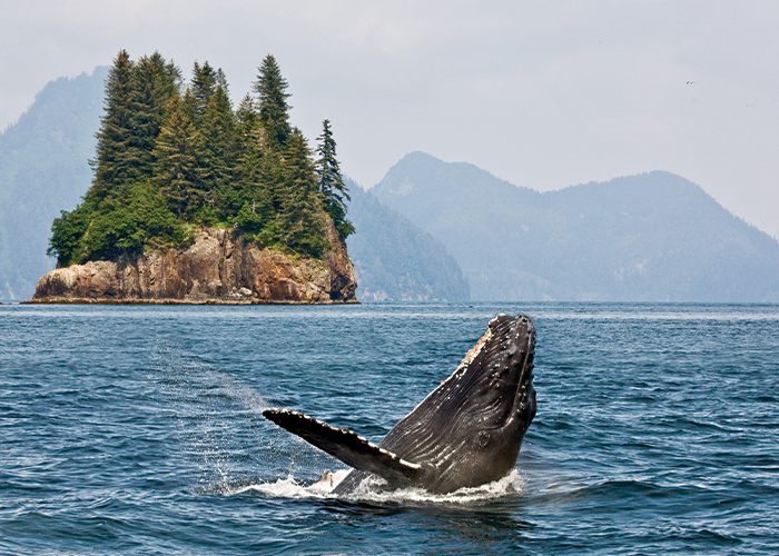 humpback whale