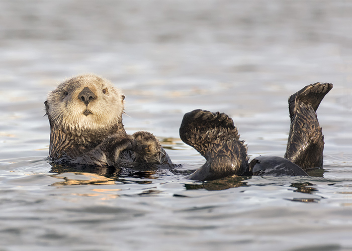 sea otter