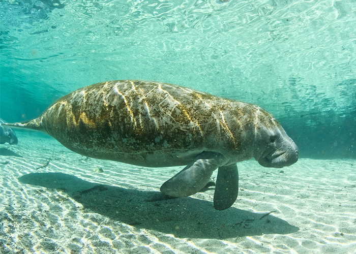 manatee