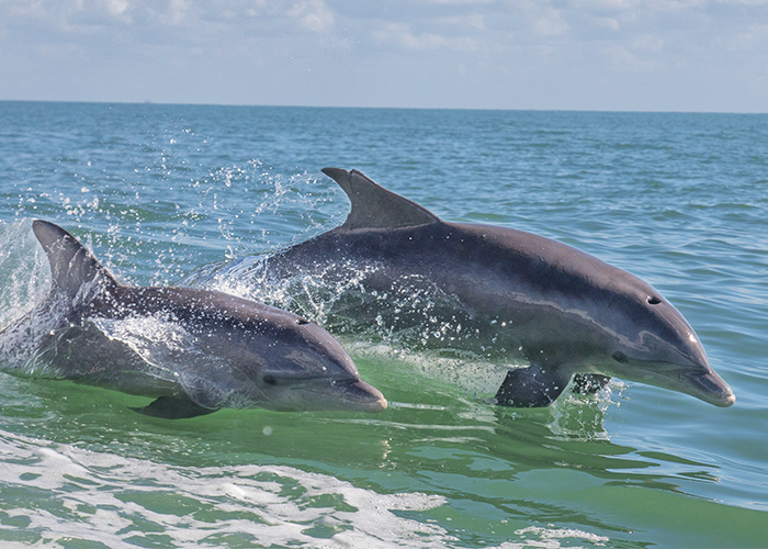 dolphins