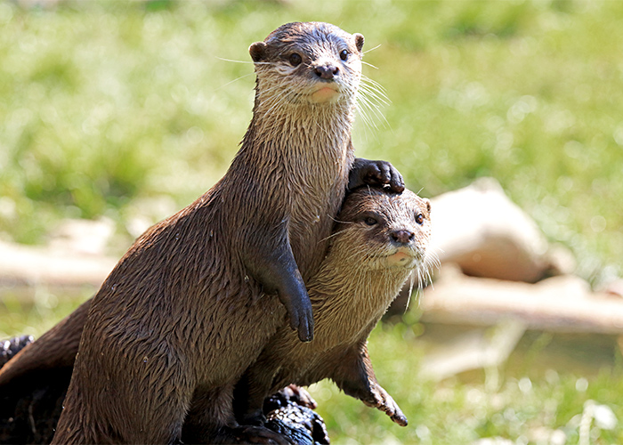 american river otters