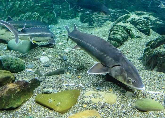 several white sturgeons swimming near the bottom of the waters surface, where many rocks are buried.