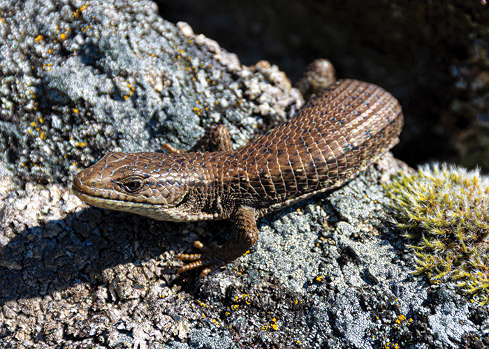 a northern alligator lizard with brown scales on a rock