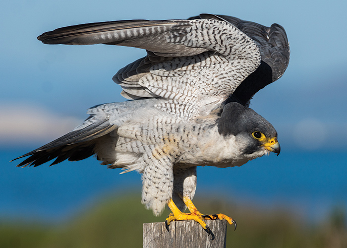 a peregrine falcon standing on a wood pole with its wings above his head as he prepares to fly