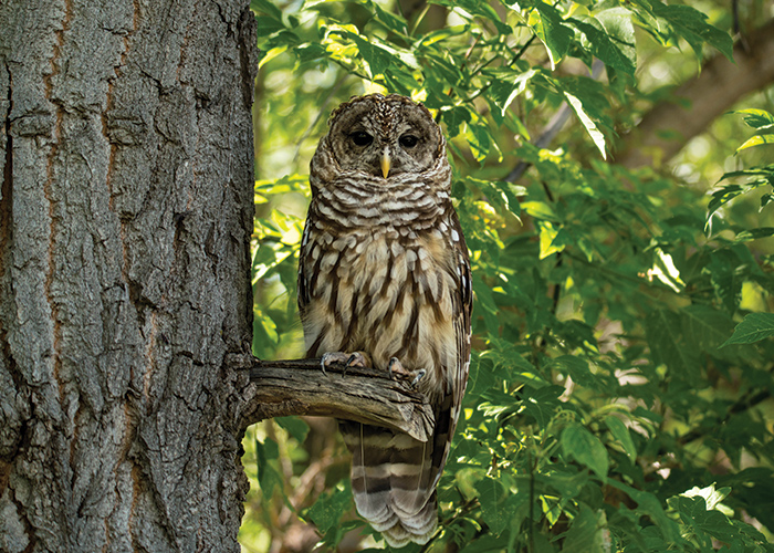 a northern spotted owl sitting on a small branch on the side of a tree