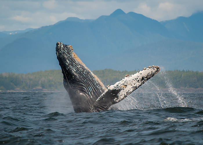 Whale Watching Cruise