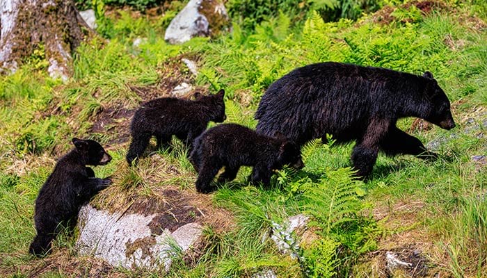 The Wild Bears of Anan Available on Alaskan Explorer Cruise
