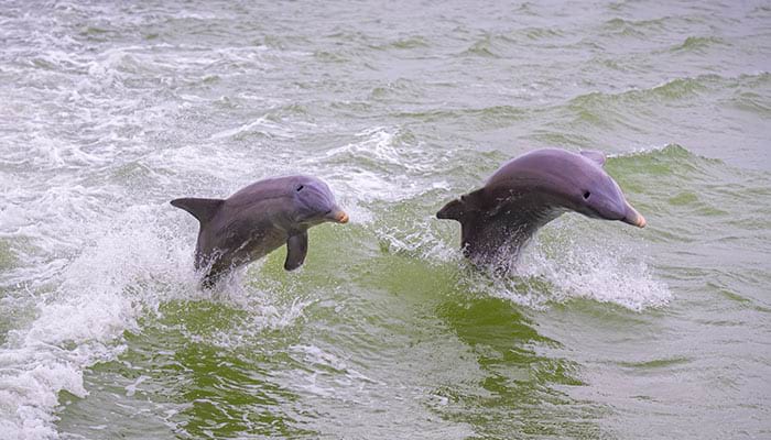 Dolphin Discovery Cruise Available on Historic South & Golden Isles Cruise
